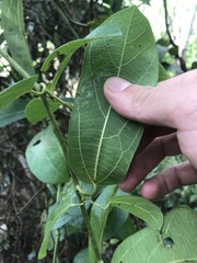 Aristolochia
