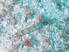 Synodus dermatogenys