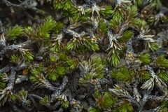 Selaginella cinerascens
