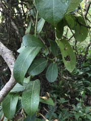 Aristolochia