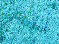 Synodus dermatogenys