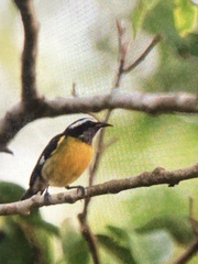 Coereba flaveola