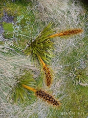 Aciphylla kirkii