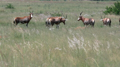 Damaliscus pygargus phillipsi