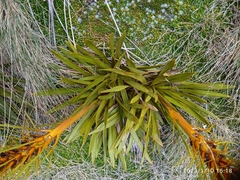 Aciphylla kirkii