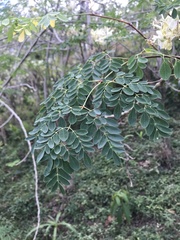 Moringa