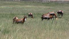 Damaliscus pygargus phillipsi