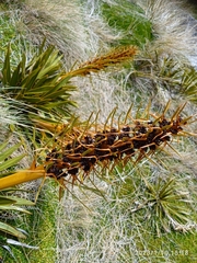 Aciphylla kirkii