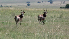 Damaliscus pygargus phillipsi
