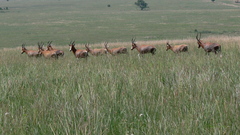 Damaliscus pygargus phillipsi