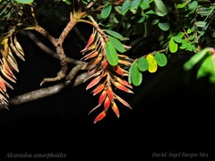 Alvaradoa amorphoides