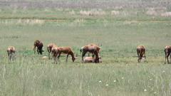 Damaliscus pygargus phillipsi