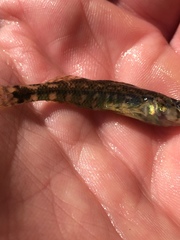 Etheostoma lynceum