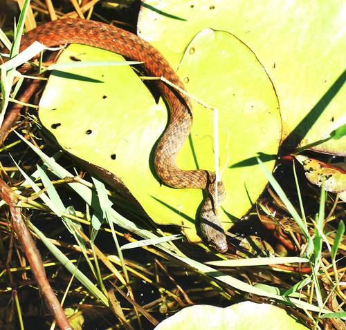 Photo of a Mair's Keelback (Tropidonophis mairii)