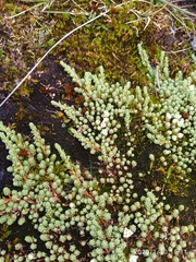 Kelleria paludosa