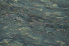 Atherinomorus lacunosus