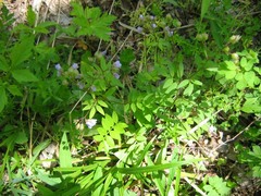 Polemonium reptans