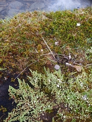 Kelleria paludosa