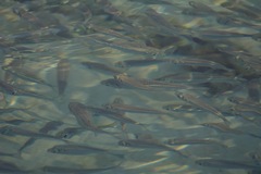 Atherinomorus lacunosus