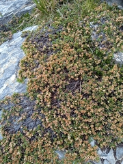 Kelleria paludosa