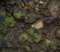 Endocarpon pallidulum