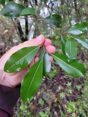 Pittosporum colensoi
