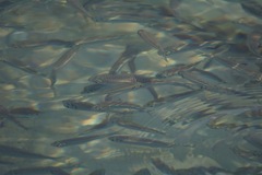 Atherinomorus lacunosus