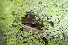 Sylvirana mortenseni