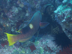 Bodianus perditio