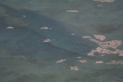 Epinephelidae