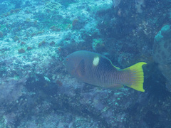 Bodianus perditio