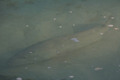 Epinephelidae
