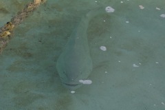 Epinephelidae