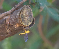 Xanthopimpla rhopaloceros