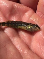 Etheostoma lynceum