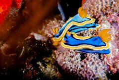 Chromodoris annae