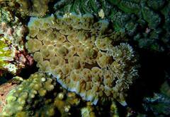 Dendrodoris carbunculosa