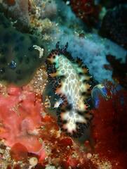 Maritigrella makranica