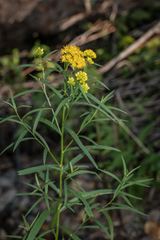Euthamia graminifolia