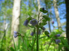 Polemonium reptans