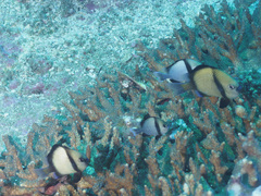 Dascyllus reticulatus