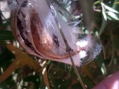 Oncopeltus unifasciatellus