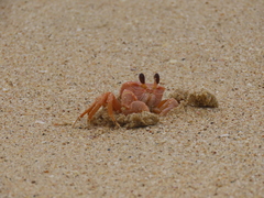 Ocypode madagascariensis