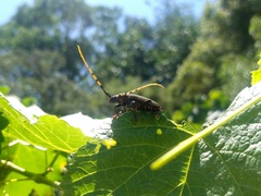 Retrachydes thoracicus