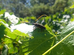 Retrachydes thoracicus