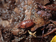 Styloniscus thomsoni