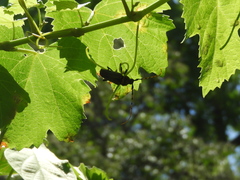 Retrachydes thoracicus