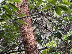 Hemixos castanonotus