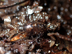 Styloniscus thomsoni