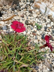 Dianthus caryophyllus